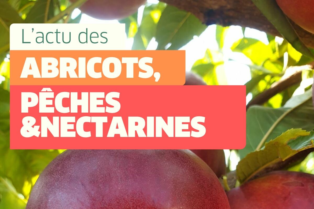 L'actu des fruits à noyaux #6 - 4 juillet 2025