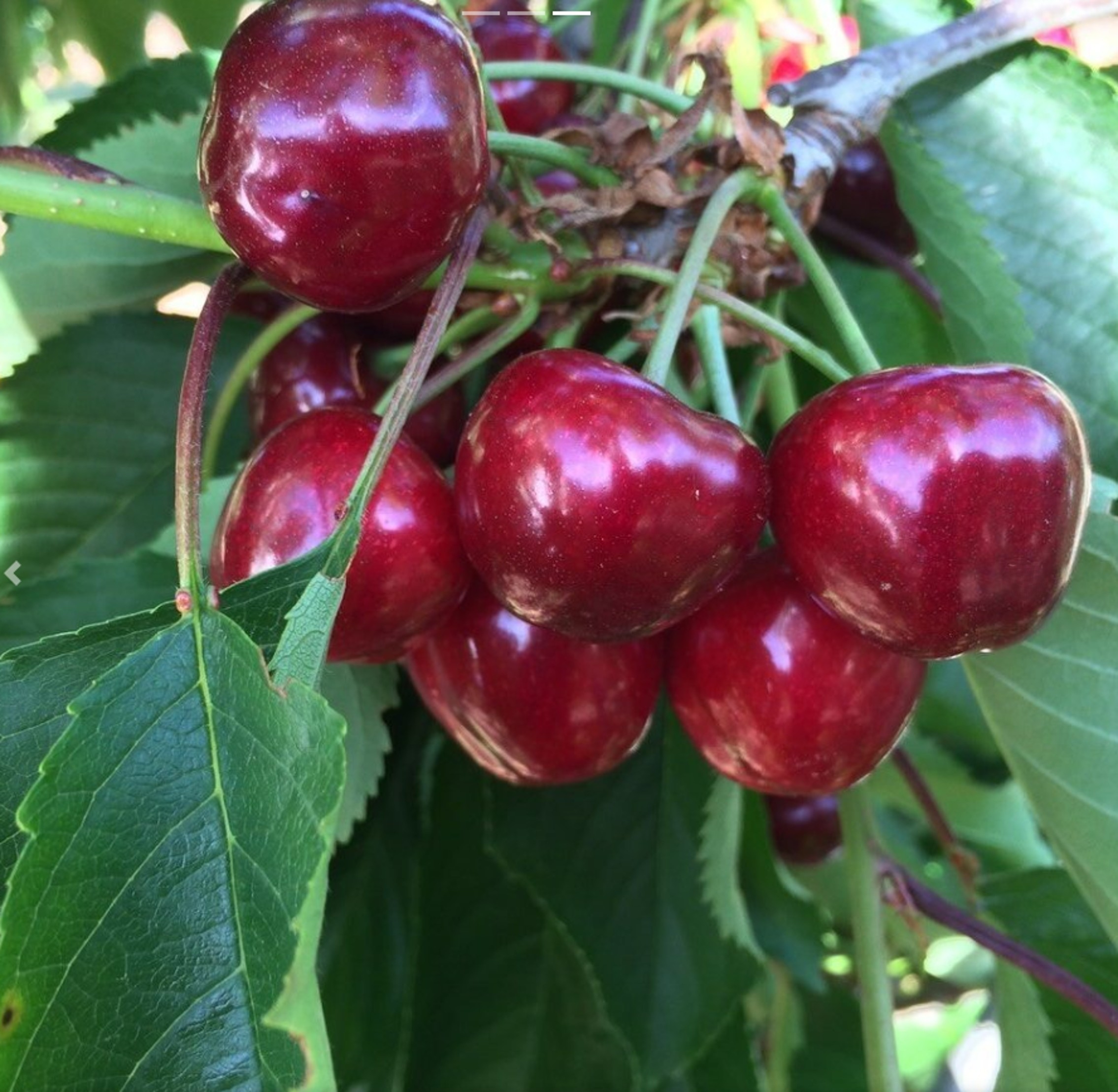Globe trotter en hémisphère sud
