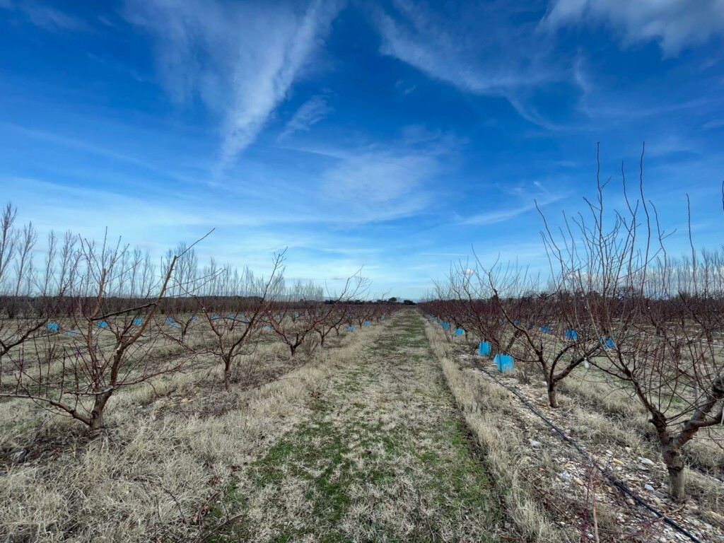 Dans les vergers d’AC Fruit, la pré-taille est lancée.