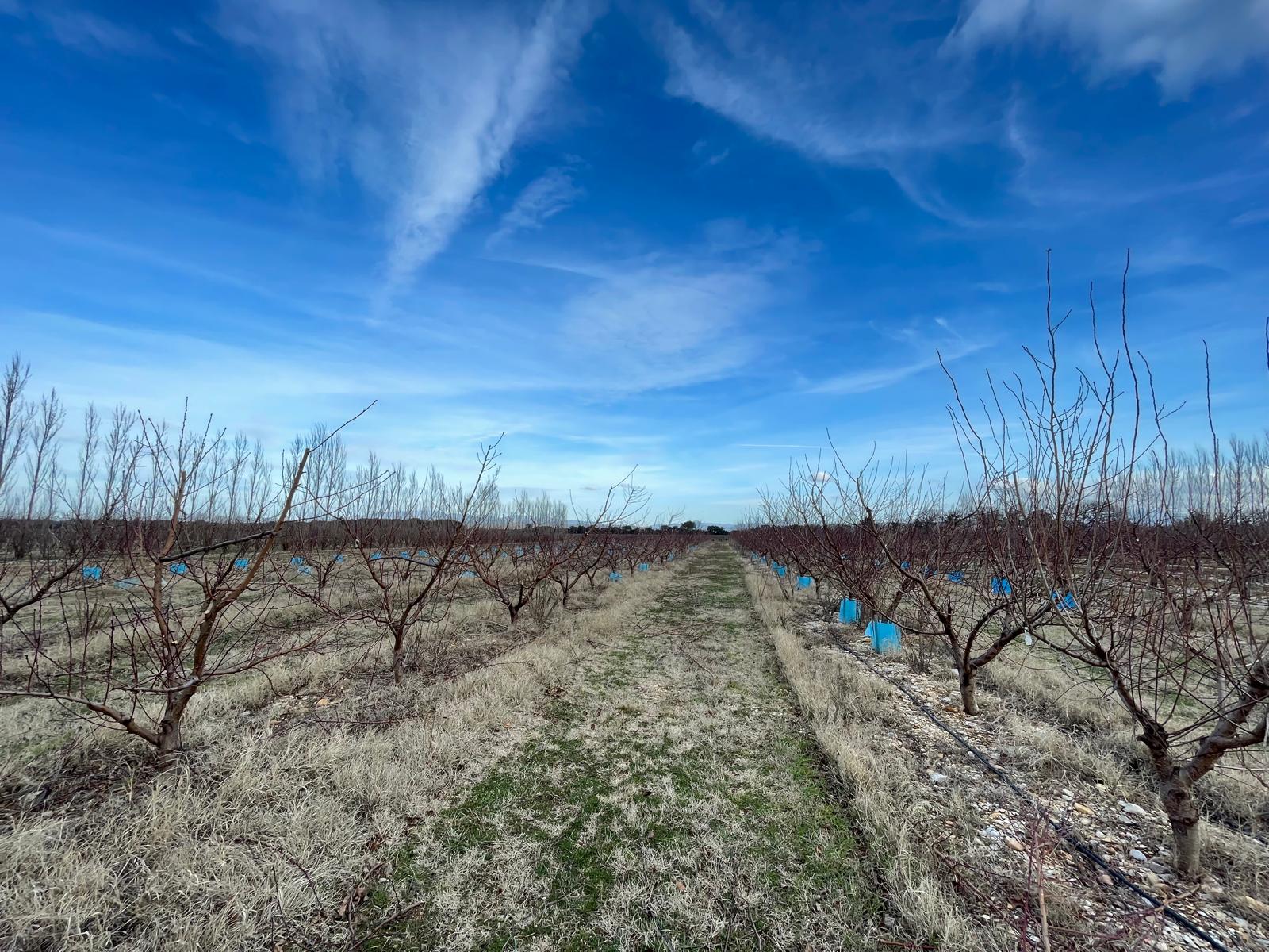 🌳 Dans les vergers d’AC Fruit, la pré-taille est lancée.