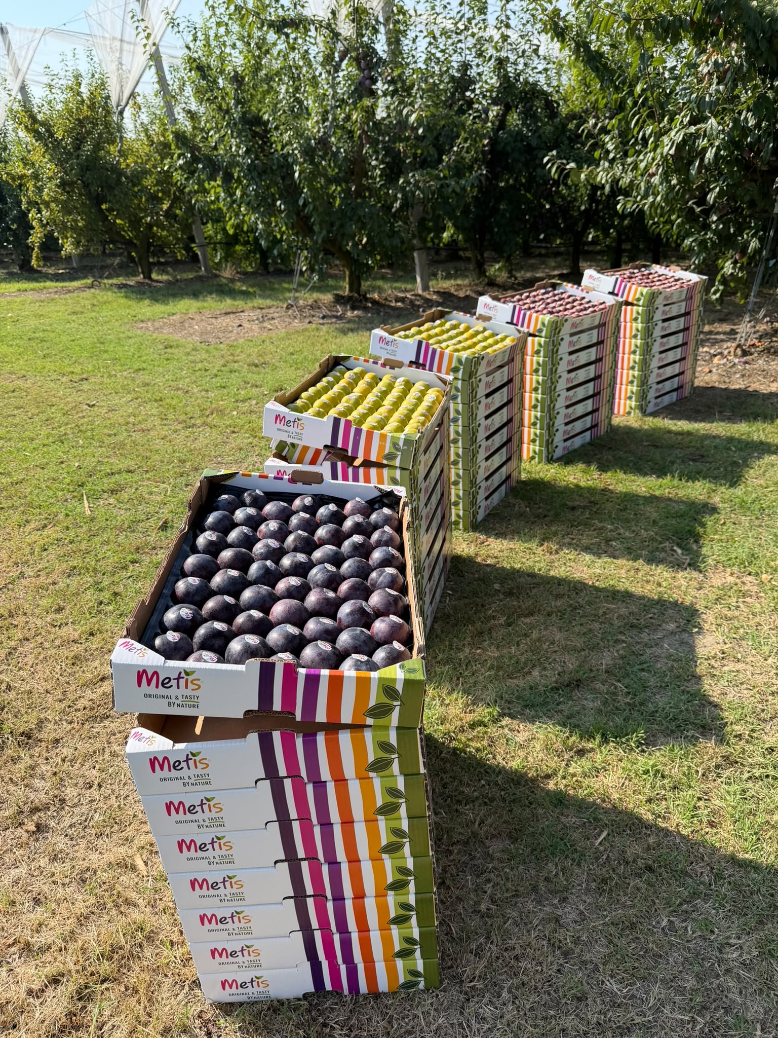 Voir un fruit dans un rayon, c'est une chose. Le découvrir dans son verger, c'en est une autre…